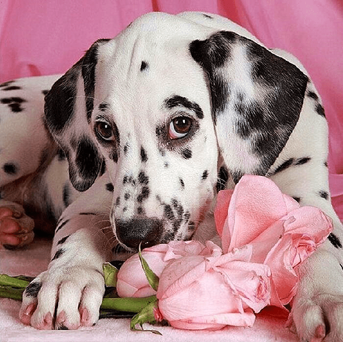 Dalmatian Puppy