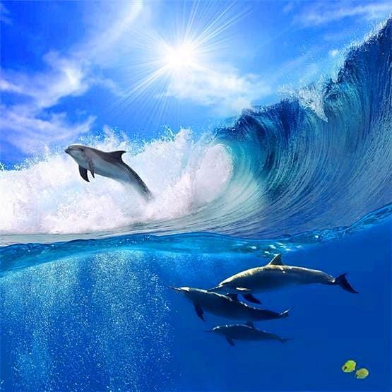 Dolphins and Waves