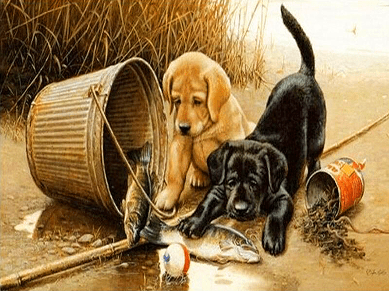 Golden Retriever Puppies