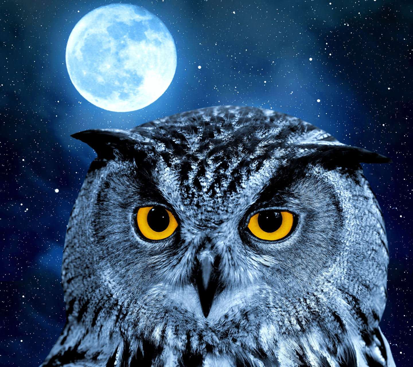 Midnight Owl