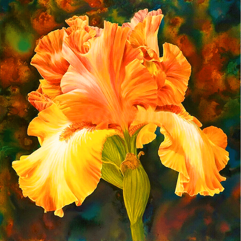 Orange Iris