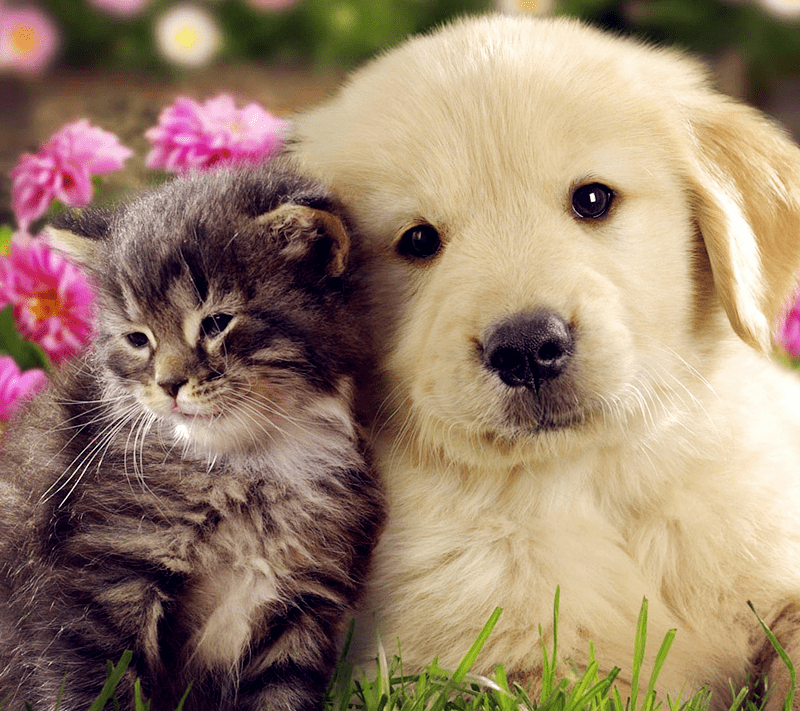 Puppy & Kitty