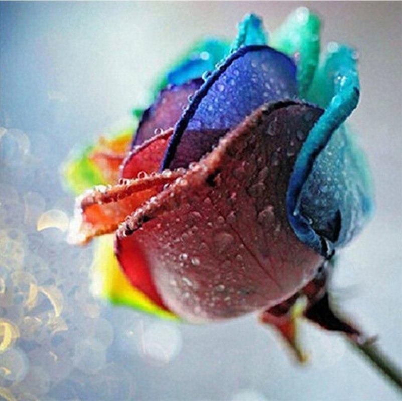 Raindrop Rainbow Rose
