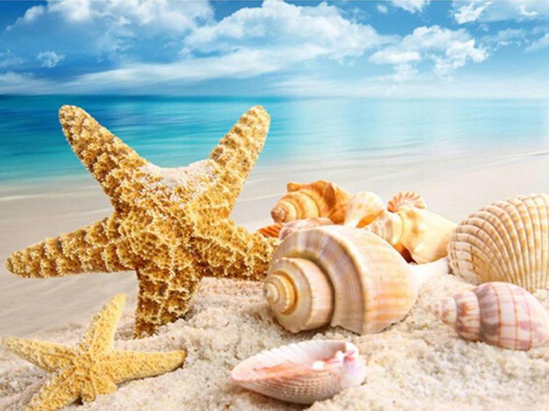 Shells And Starfish