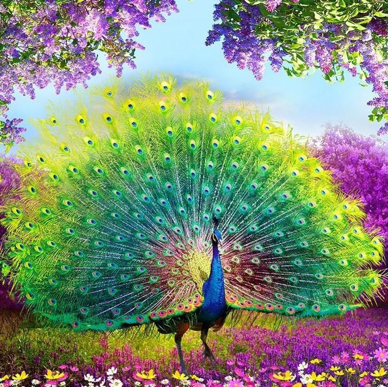 Dancing Peacock