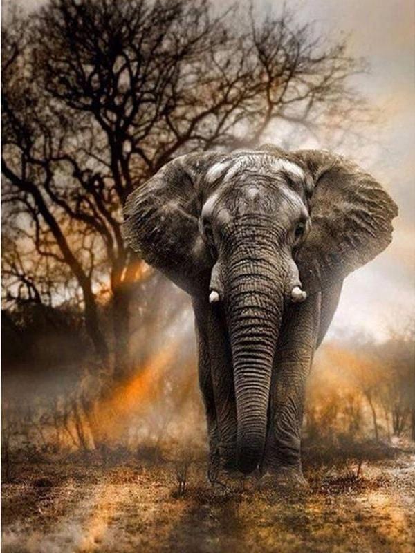 African Elephant