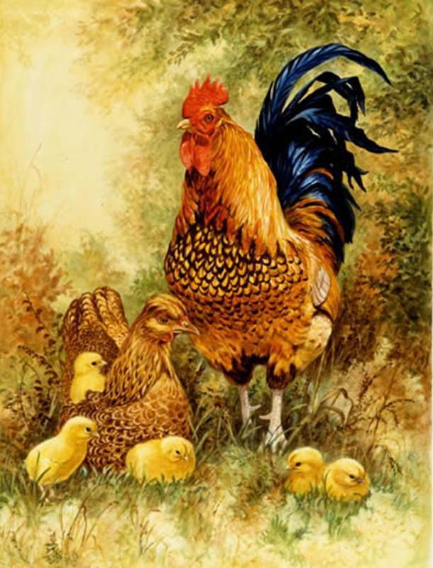 Chicken Family