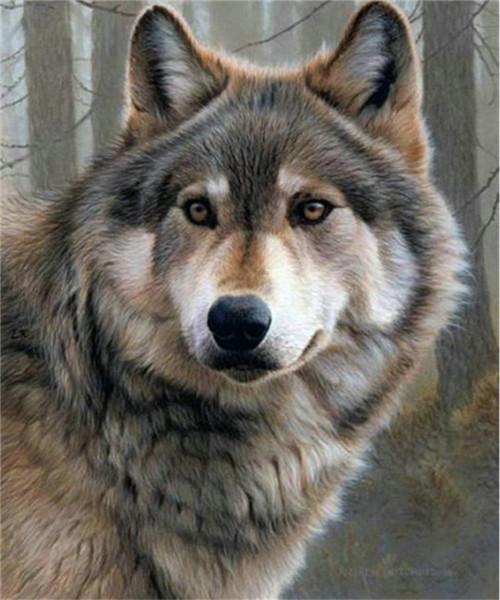 Rocky Mountain Wolf