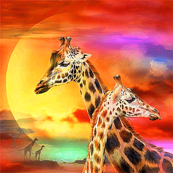 African Giraffe