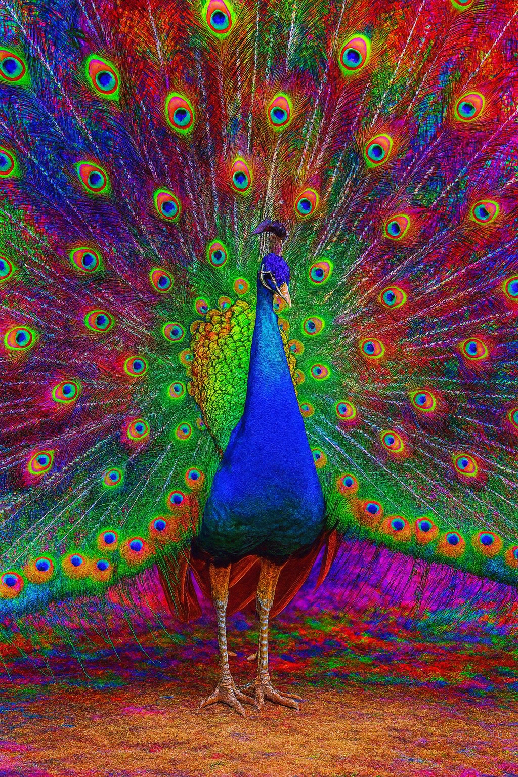 Azul Peacock