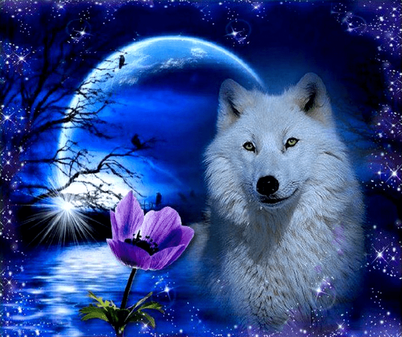 Blue Midnight Wolf