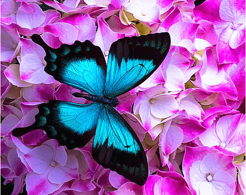 Blue Moncarch Butterfly