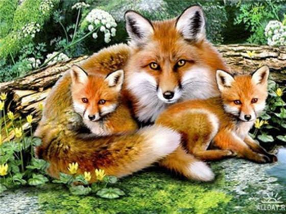 Fox Eyes