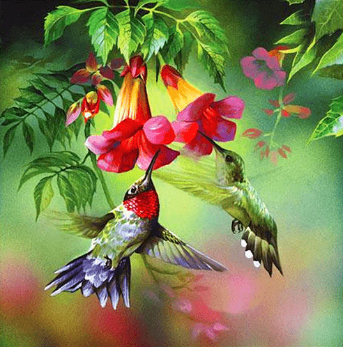 Hummingbird Nectar