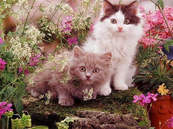 Looking Flower Cats