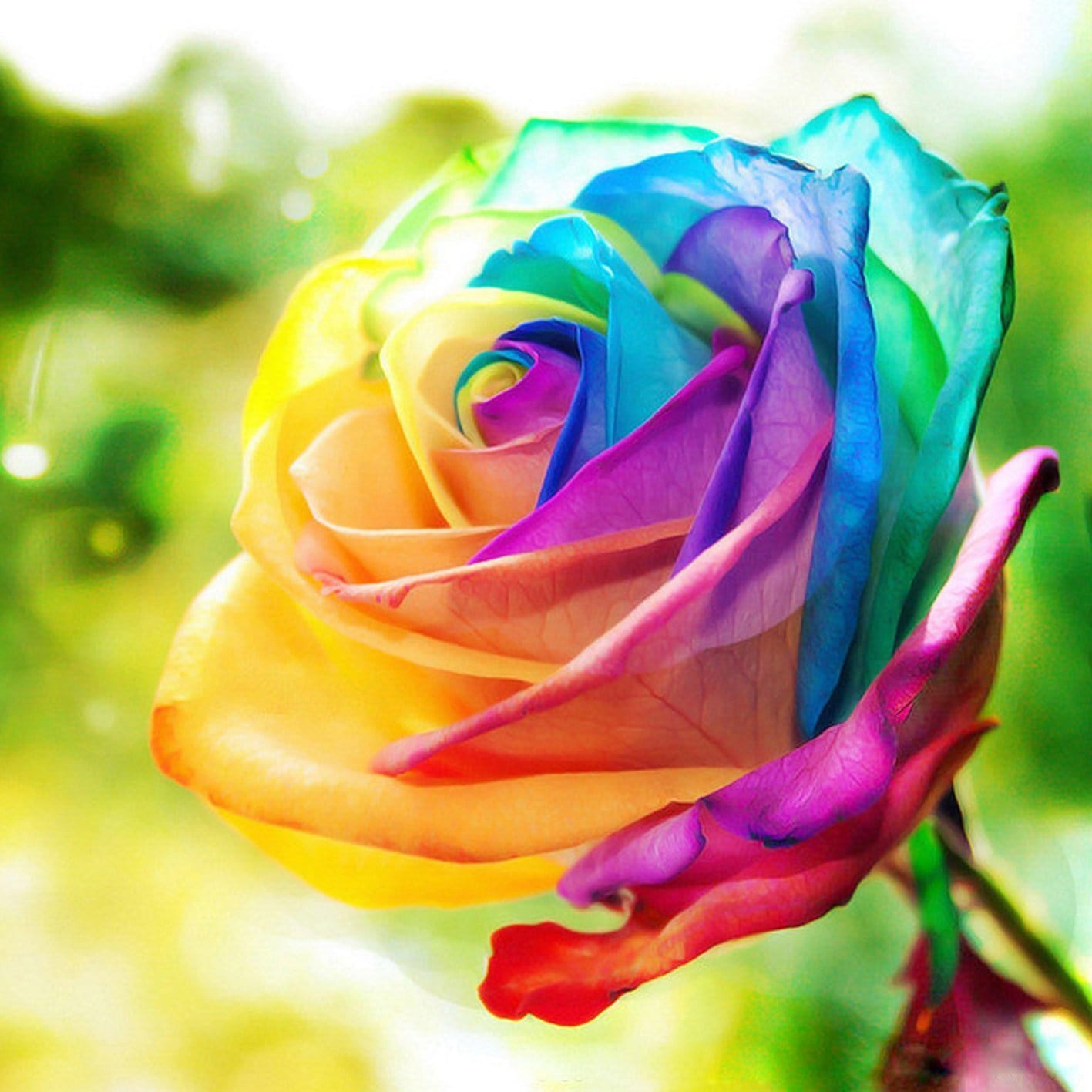 Rainbow Rose