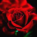 Red Roses