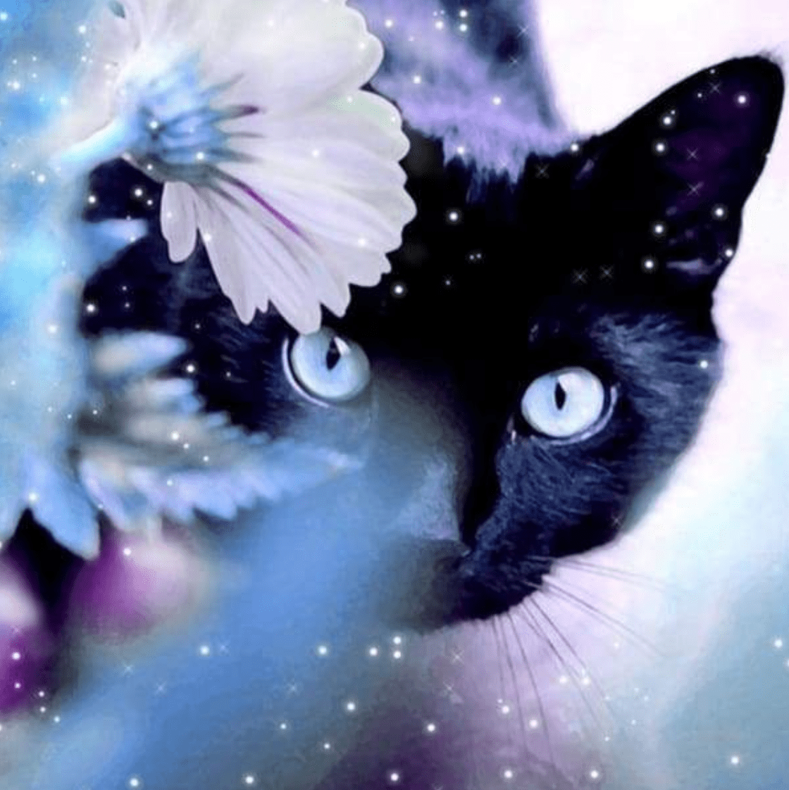 Curiosity of a Black Cat