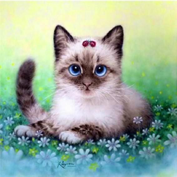 Siamese Kitten