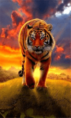 Tiger Sunset