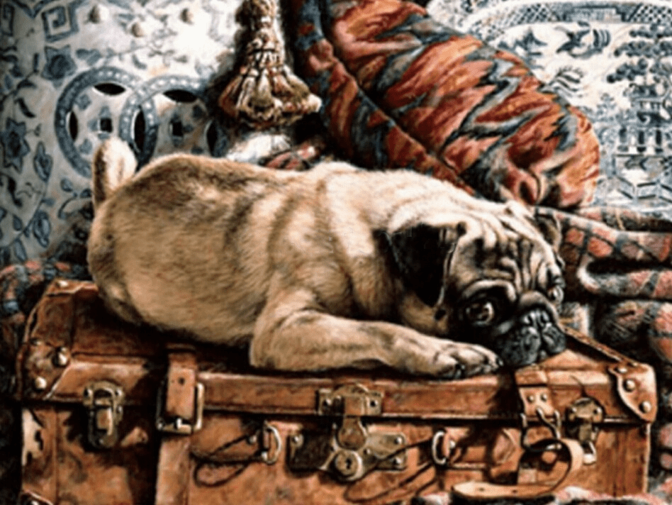Travelling Pug