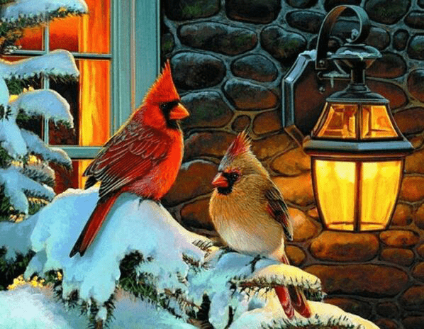 Winter Cardinal Birds