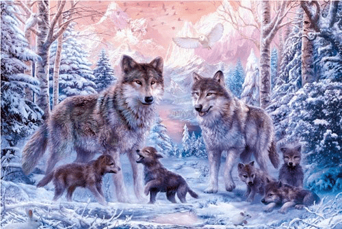 Wolf Family