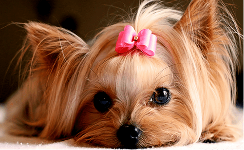 Yorkie Puppy