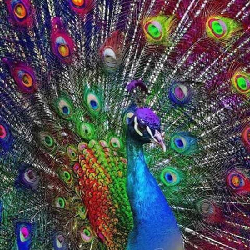 Azul Peacock