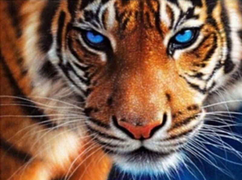 Blue Eyed Tiger